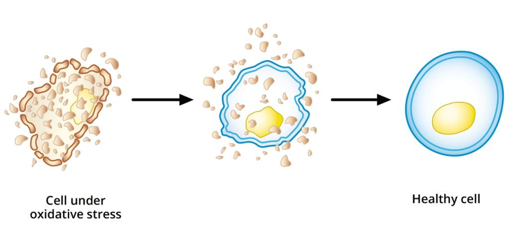 Cell regeneration