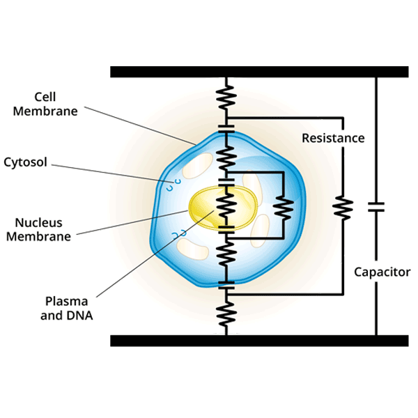 Circuit diagram of the cell