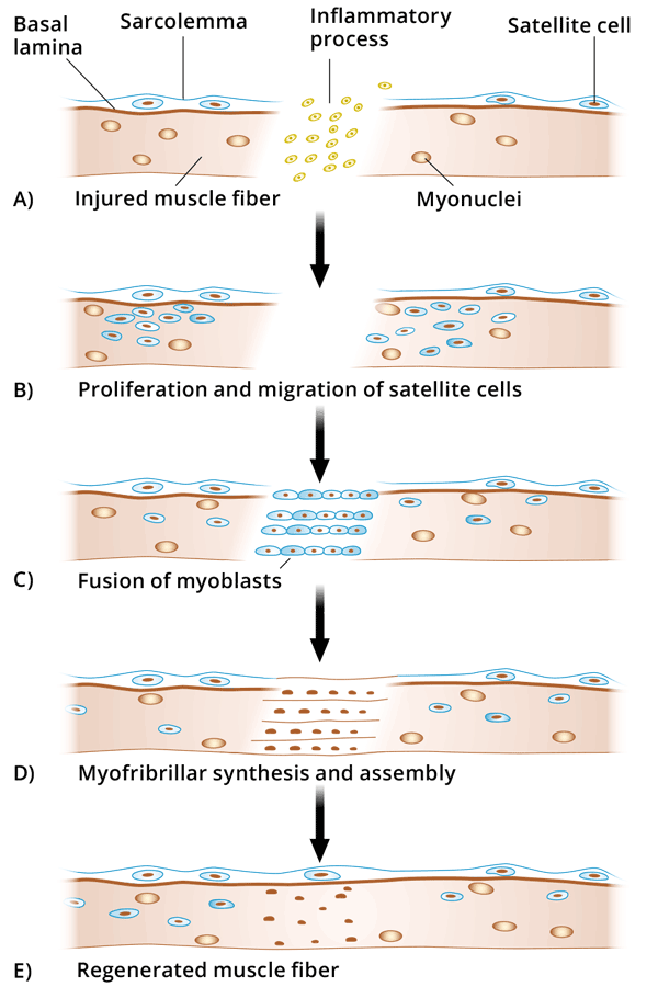 Process of repair of muscle fibers